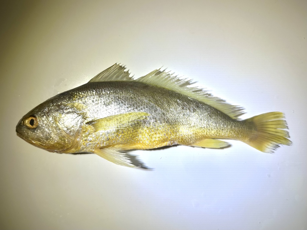 Pseudolarimichthys