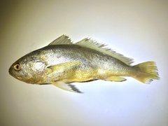 Terengganu Yellow Croaker photo 2
