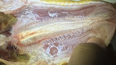 Terengganu Yellow Croaker photo 3