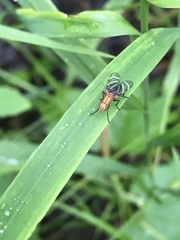 Tritoxa incurva