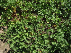 Calystegia atriplicifolia atriplicifolia
