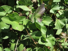 Calystegia atriplicifolia atriplicifolia