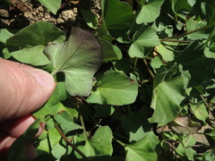 Calystegia atriplicifolia atriplicifolia