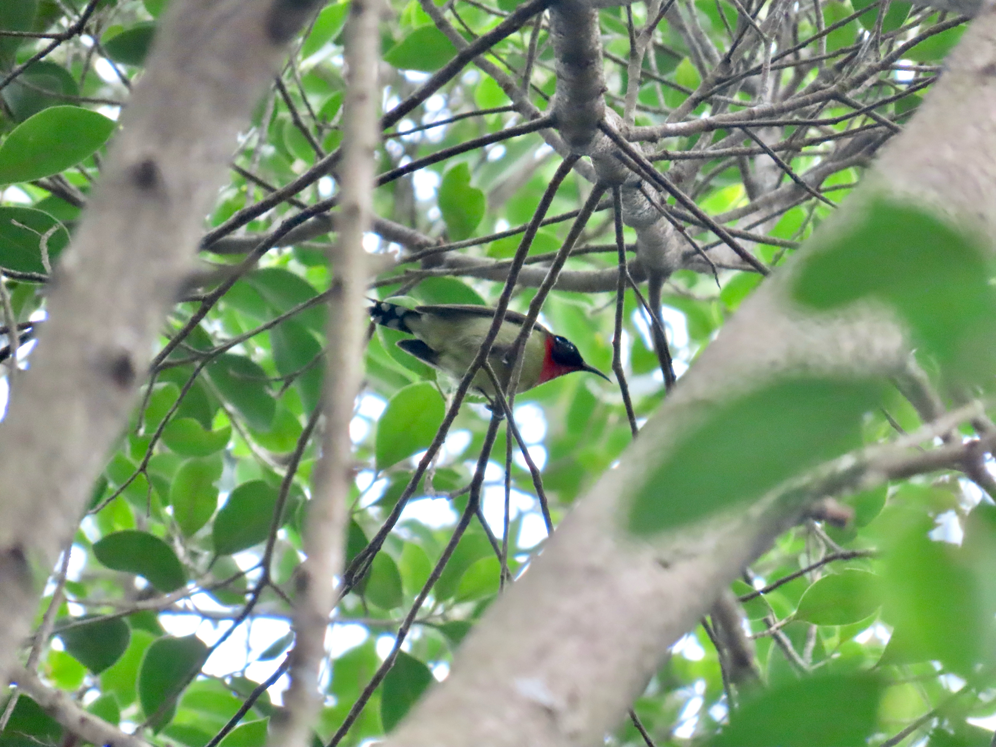 Fork-tailed Sunbird