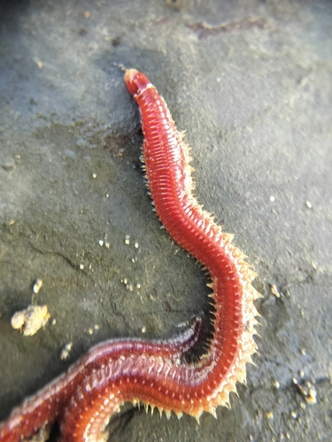 Leodice harassii
