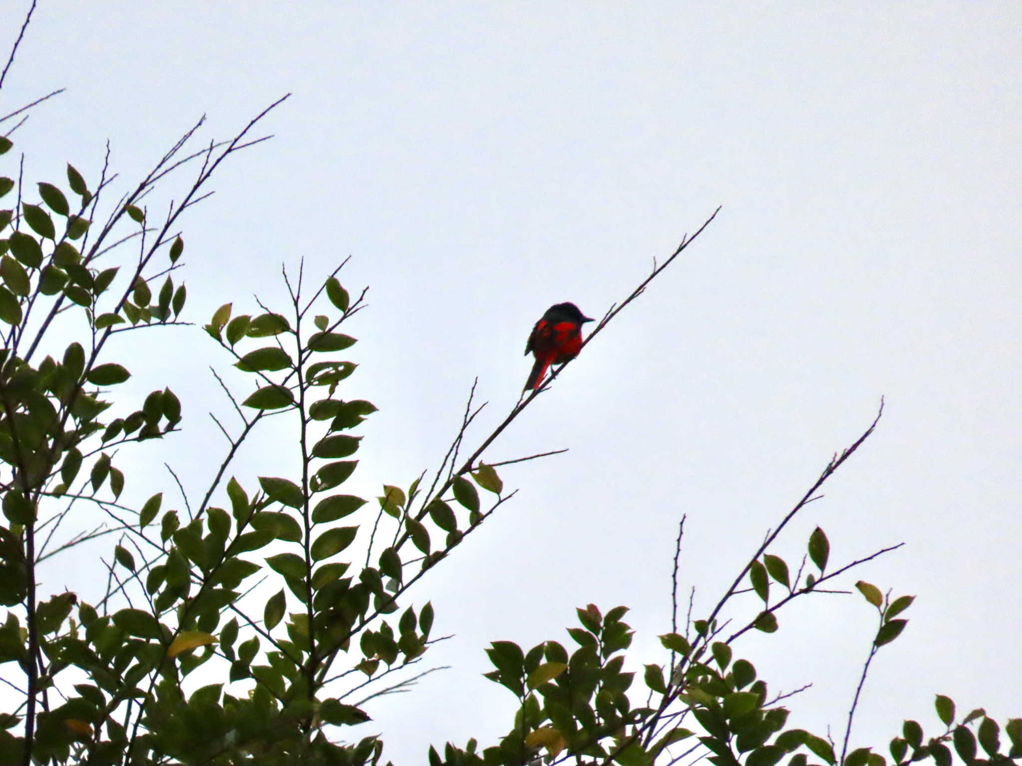 Scarlet Minivet