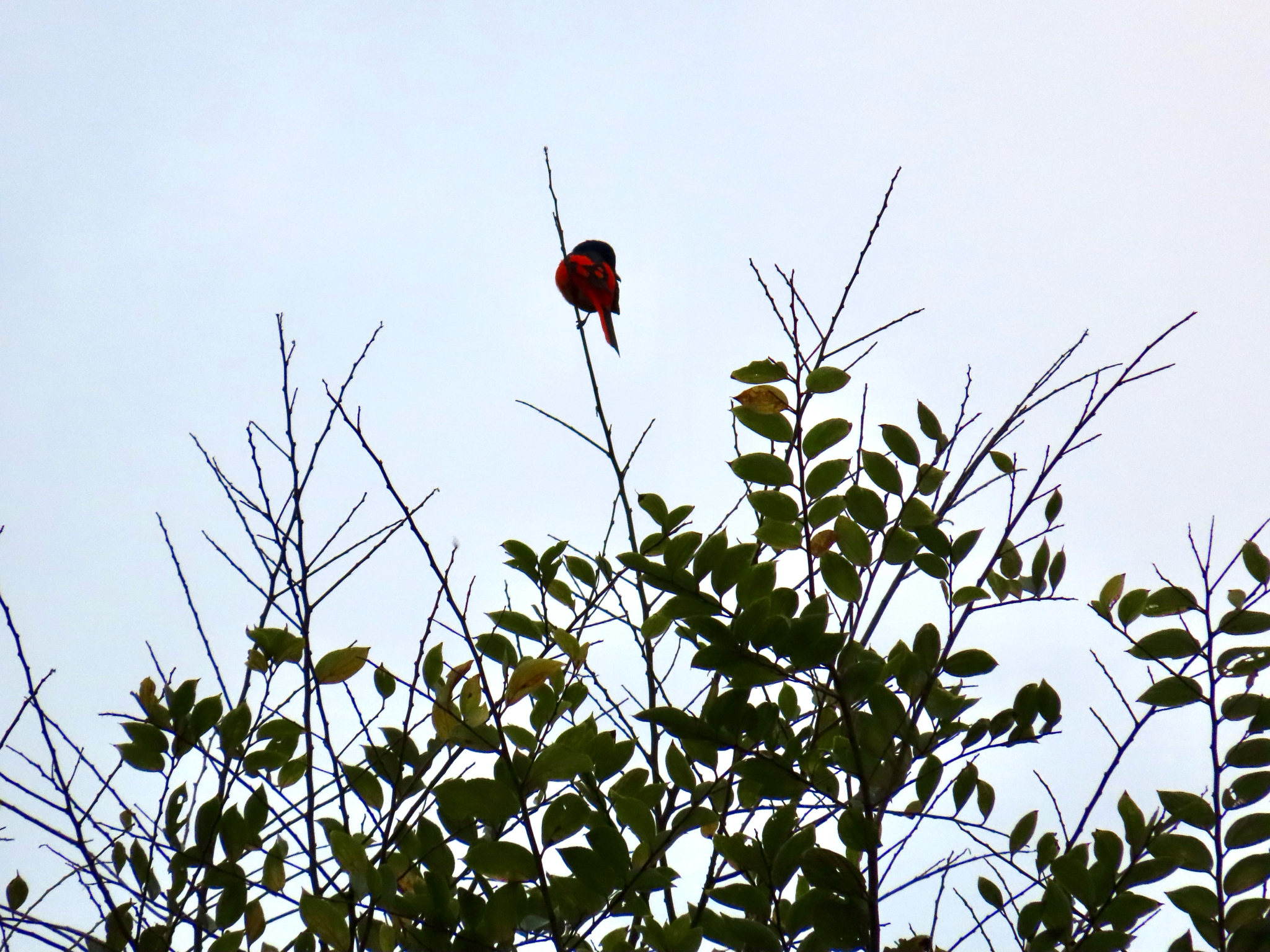 Scarlet Minivet