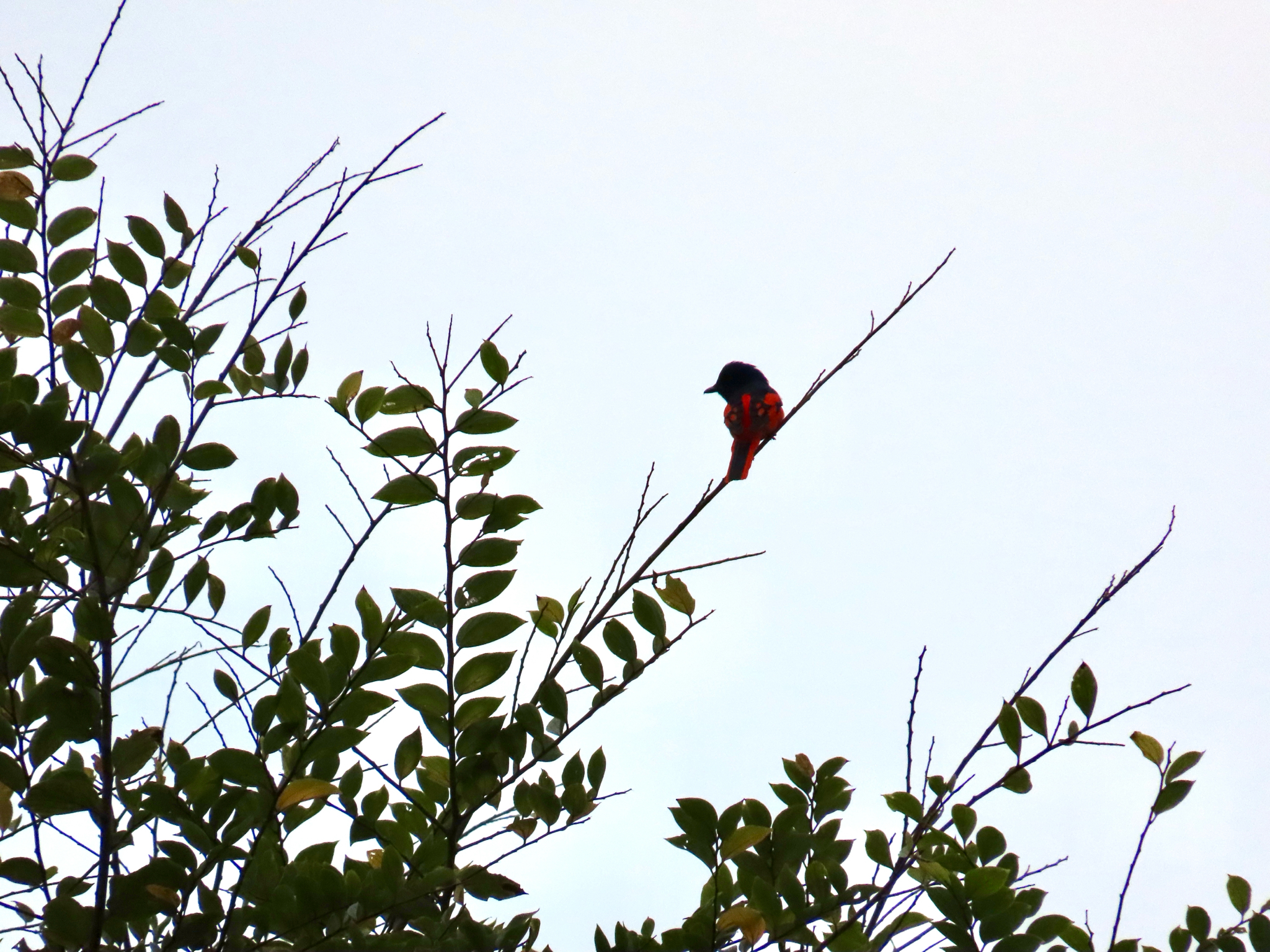 Scarlet Minivet