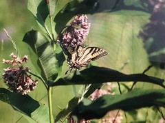 Papilio canadensis