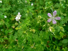 Geranium collinum