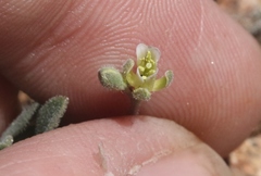 Boechera evadens