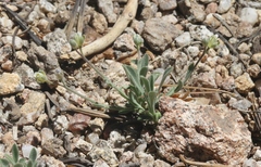 Boechera evadens