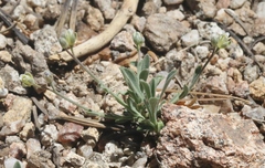 Boechera evadens