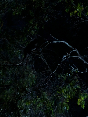 Western Ring-tailed Possum
