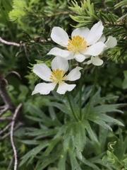 Anemonastrum