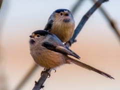 Silver-Throated Bushtit photo 2