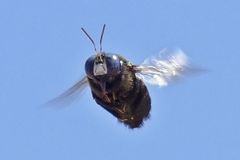 Xylocopa splendidula