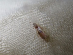 Formicidae