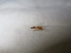 Formicidae