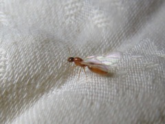 Formicidae