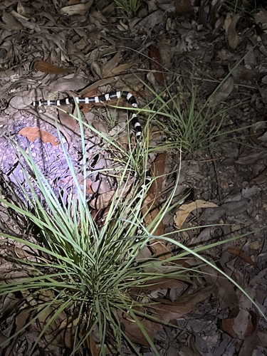 Eastern Bandy Bandy sighting