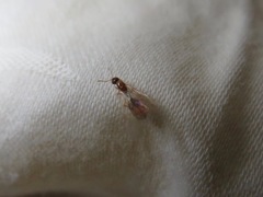 Formicidae
