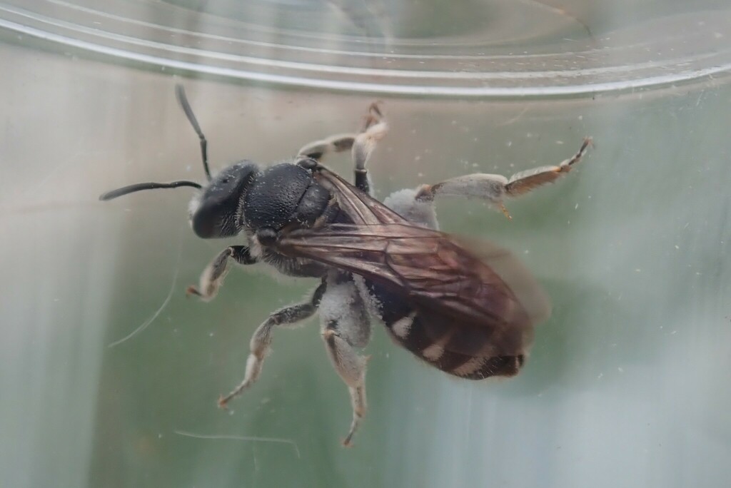 Lasioglossum costulatum