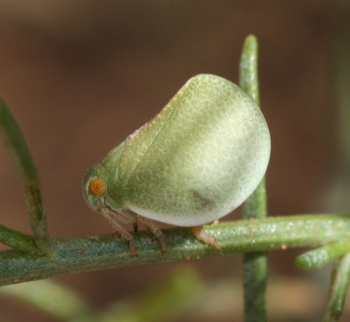 Acanalonia similis photo 2