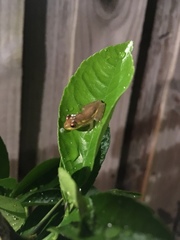 Osteopilus septentrionalis