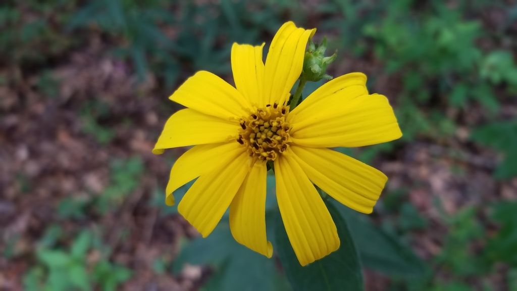 woodland sunflower from Tallahassee, FL 32317, USA on July 21, 2019 at