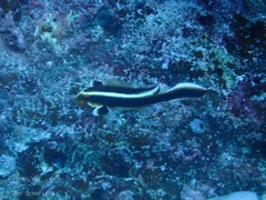 Plectorhinchus polytaenia
