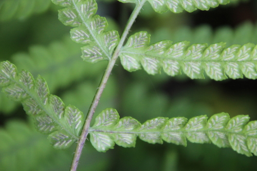 Deparia japonica, photograph 2