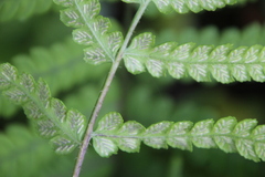 Deparia japonica, photograph author not stated, no rights reserved