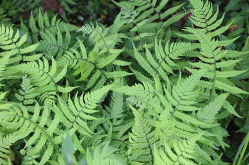 Image of Deparia japonica by no rights reserved