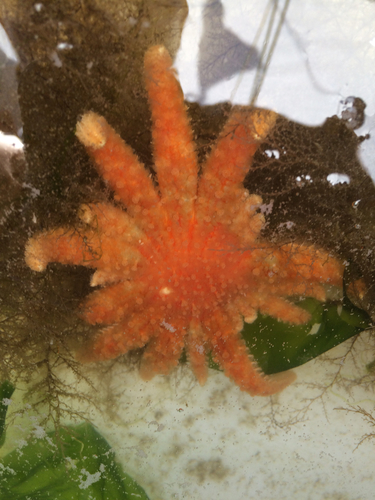 Sunflower Sea Star, photo 9 of 10