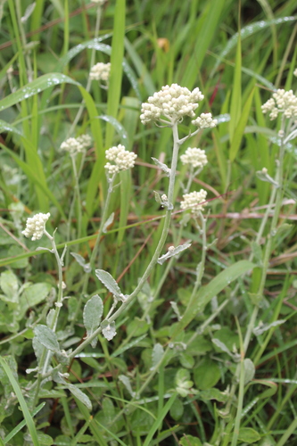 Image of Helichrysum panduratum by no rights reserved