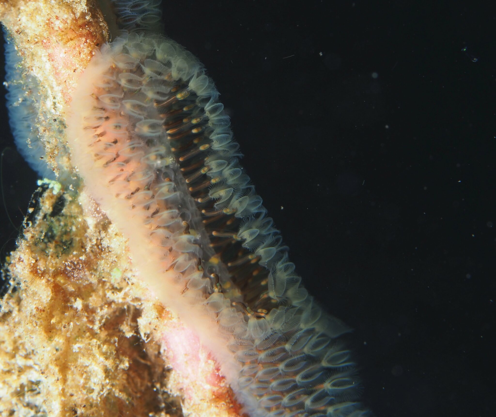 Cristatella mucedo Cuvier, 1798
