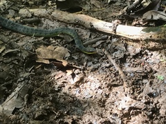 Erythrolamprus epinephalus