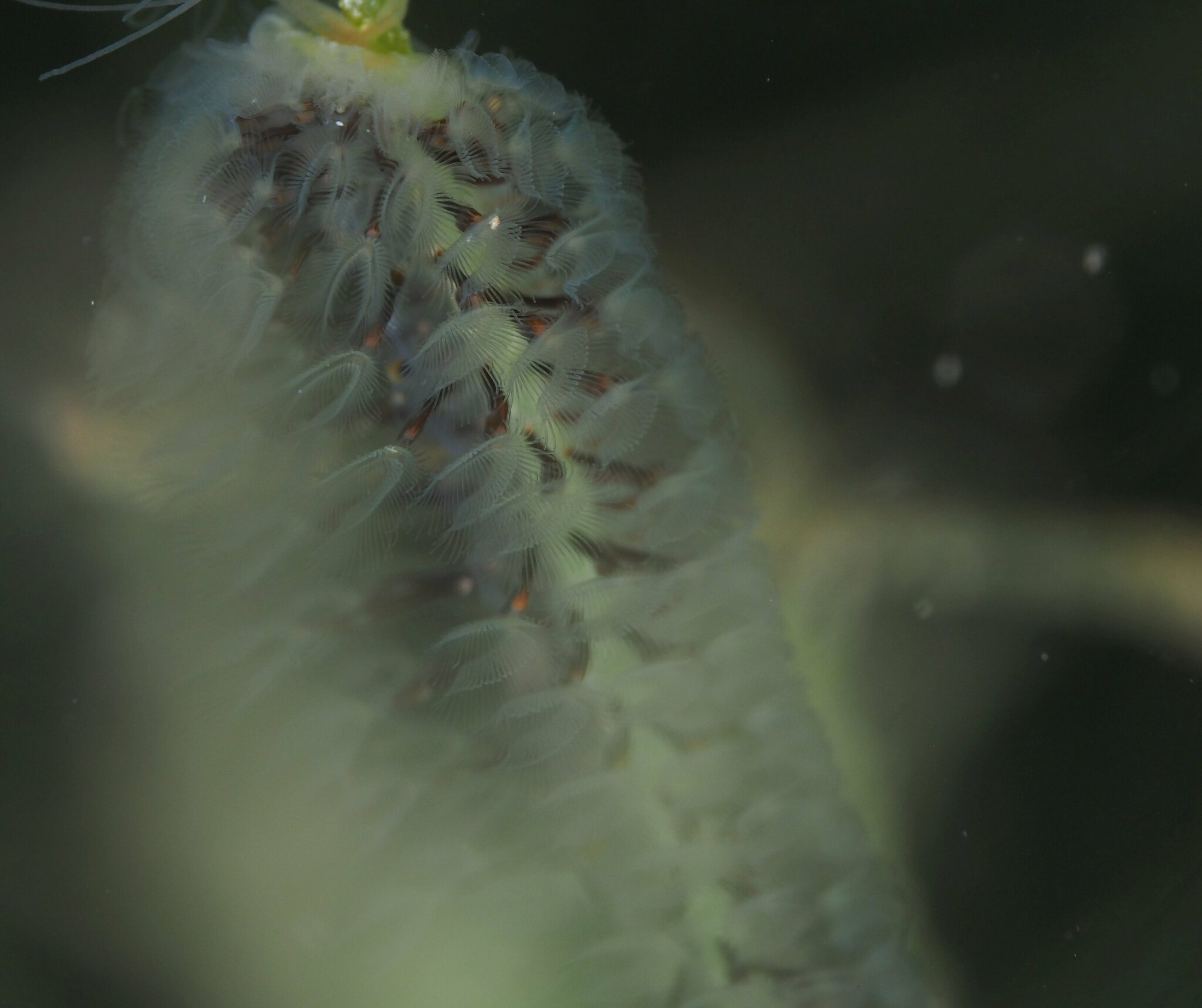 Cristatella mucedo Cuvier, 1798