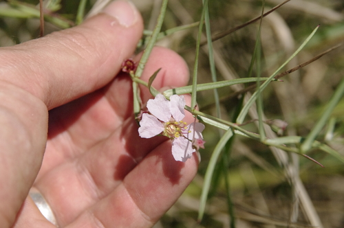 Stalkflower (Ammannia grayi)