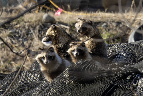 Japanese Raccoon Dog, 日本、〒191-0021 東京都日野市石田, photo 8 of 10