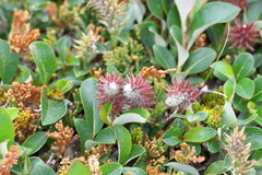Salix arctophila