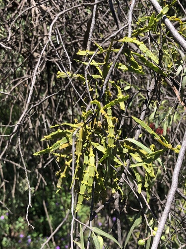 Korthalsella rubra, photograph 6