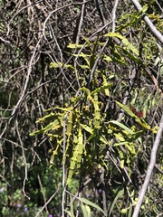Korthalsella rubra, photograph Samuel Frankel, CC BY, iNaturalist via GBIF