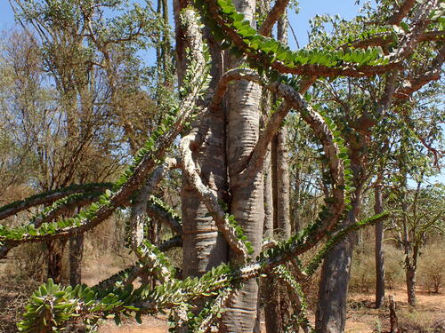 Alluaudia procera