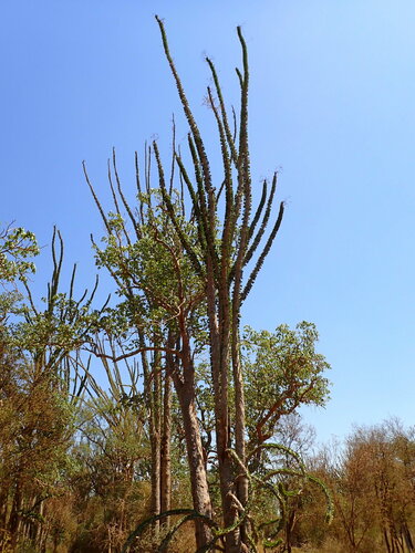 Alluaudia procera