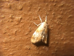 Glaphyriinae