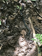 Erythrolamprus epinephalus