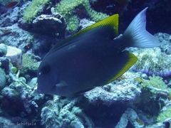 Ctenochaetus tominiensis