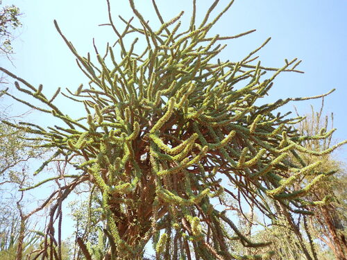 Image of Didierea trollii by (c) Louis Aureglia, some rights reserved (CC BY)